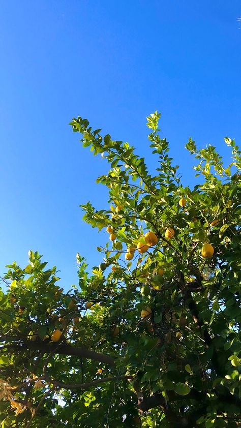 Lemon Trees Italy, Italian Summer Wallpaper, Lemon Tree Aesthetic, Lemon Tree Wallpaper, Lemon Plant, Tree Wallpaper Iphone, Lemon Trees, Backgrounds Iphone, Lime Tree