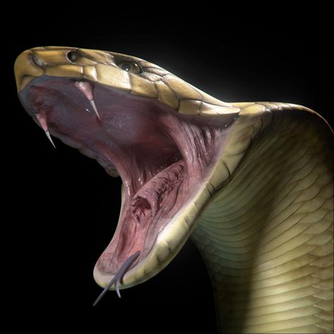 King Cobra 3D Model #AD ,#King#Cobra#Model King Cobra Snake, Snake Photos, Deadly Animals, Snake Scales, Cobra Snake, Cute Snake, Beautiful Snakes, Snake Art, Snake Venom