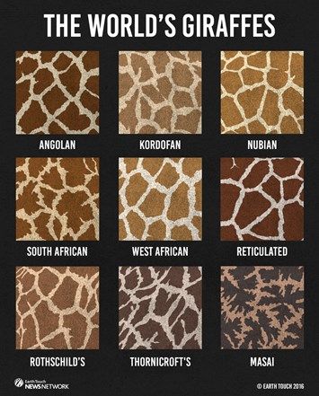 New giraffe study: More species and more at risk than we thought | Discoveries | Earth Touch News Giraffe Colors, Giraffe Pictures, Animals Information, Giraffe Art, Animal Science, African Wildlife, Animal Facts, Zoology, African Animals