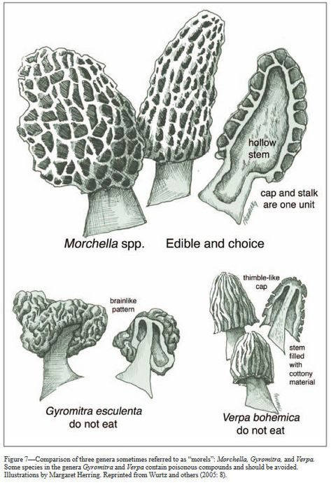 Drawing comparing ture morels and false morels Morel Mushroom Drawing, Morel Mushrooms Art, Cooking Mushrooms, Morel Mushroom Hunting, Mushrooms Art, Morel Mushrooms, Inkbox Tattoo, Drawing Styles, Mushroom Drawing