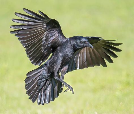 Flying Crows, Raven Anatomy, Flying Crow, Raven Reference, Crow Reference Photo, Flying Raven, Crows References, Crow Flying Reference, Raven Reference Photo