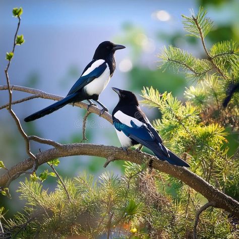 Two Magpies on the Branch of a Tree Stock Illustration - Illustration of beak, wallpaper: 328034904 Magpie Illustration, Two Magpies, Branch Vector, Song Birds, Black And White Birds, Wallpaper Flower, Bird On Branch, Bird Tree, Tree Illustration