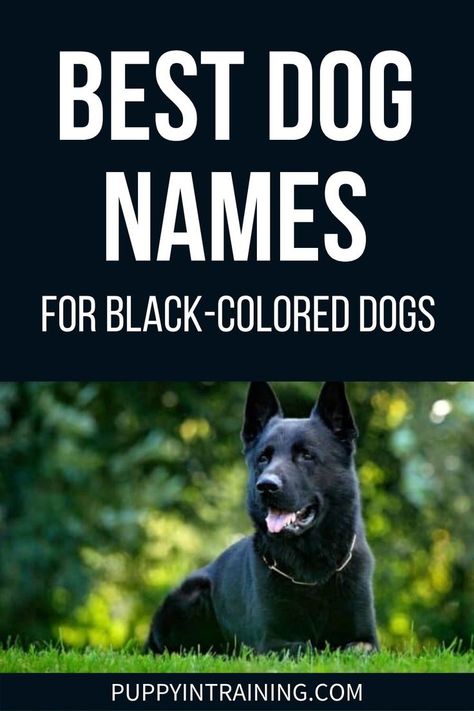 Best Dog Names For Black-Colored Dogs - Black German Shepherd down in the grass Dogs Names List, Black Golden Retriever, Black Dog Names, Goldendoodle Black, Doodle Name, Black Shepherd, German Shepherd Names, Black German Shepherd Dog, Best Names