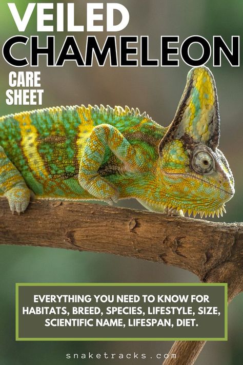 Chameleon Care, Veiled Chameleon, Karma Chameleon, Chameleon Lizard, Chameleon Color, Zoo Keeper, Reptile Terrarium, Scientific Name, Colorful Animals