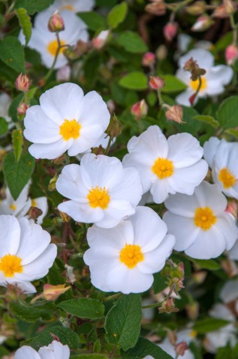 Find help & information on <i>Cistus</i> × <i>hybridus</i>  hybrid rock rose  from the RHS Rock Rose Plant, Creek Backyard, Cistus Flower, Flower References, Crepe Flowers, Texas Garden, Front Yard Plants, Wild Thyme, Yard Plants