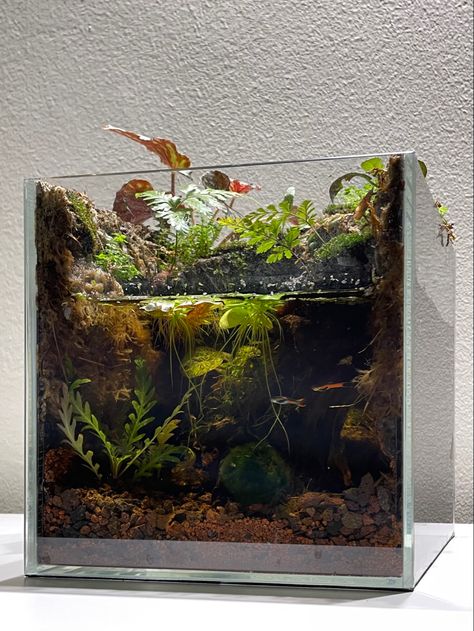 Moss Aquascape, Endler Guppies, Endler Guppy, Guppy Tank, 5 Gallon Aquarium, Biotope Aquarium, Aqua Tank, Freshwater Aquarium Plants, Fish Tank Terrarium