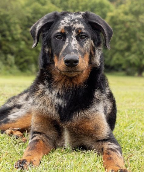 Beauceron Dog, Dog Anatomy, Canine Art, Herding Dogs, Purebred Dogs, Pretty Dogs, Pretty Animals, Mixed Breed Dogs