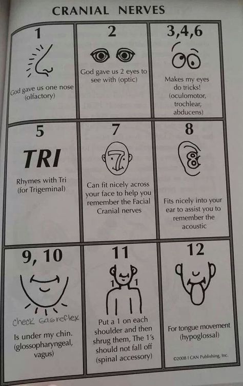 Remembering the cranial nerves by placing this information into ahem or song. Drawing it out into a face works great too. DLW Np School, Nursing Mnemonics, Nursing School Survival, Cranial Nerves, Nursing School Studying, Nursing School Tips, Nursing School Notes, Nursing Tips, Future Nurse