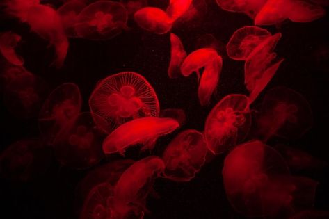 Acuario de medusas transparentes brillan... | Premium Photo #Freepik #photo #fondo #abstracto #agua #luz Red Jellyfish, Red Png, Red And Black Wallpaper, Haircut Inspo, Red Y2k, Black Wallpapers, Red Jelly, Black Wallpaper, Premium Photo