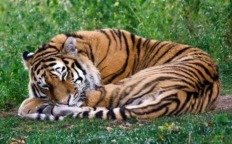 Tiger Images, Grass Wallpaper, Tiger Wallpaper, Animal Inspiration, Cat Reference, Widescreen Wallpaper, Cute Tigers, Animal Reference, High Resolution Wallpapers