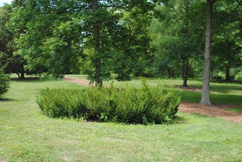 A Canadian Yew in the Northern ILL Collection 7-16 Taxus Canadensis, Morton Arboretum, Long Shot, Native Plants, Stepping Stones, North America, Trees, Outdoor Decor, Plants