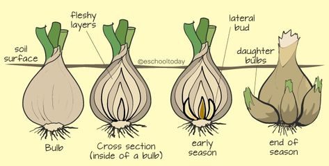 Sprouted Onions, Plant Storage, Ginger Rhizome, Water Facts, Onion Bulbs, Biology Labs, Flame Test, Past Papers, New Roots