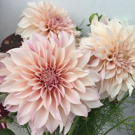 Dahlias Cafe Au Lait, Dahlia Flower Cafe Au Lait, Brown Sugar Dahlia, Cafe Dahlia, Cream Dahlia, Dalia Flower, Cafe Au Lait Dahlias, Front Yard Flowers, Celebrities Quotes