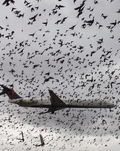 This Is What Happens When a Bird Strikes Your Plane Bird Strike, Biker Chic, American Airlines, Interesting Facts, Airlines, Fun Facts, Flight, Aircraft, Birds