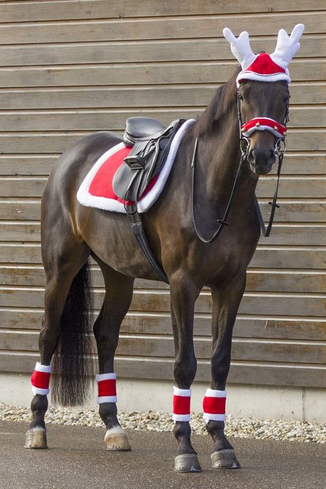 Christmas Costumes For Horses, Horse Reindeer Costume, Horse Christmas Parade Ideas, Christmas Horse Costumes, Horse Christmas Costume, Christmas Horse Photoshoot, Horse Christmas Pictures, Christmas Equestrian, Horse Fancy Dress