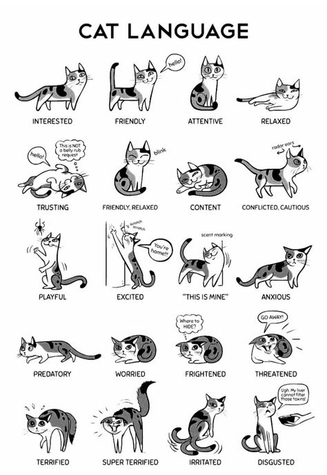 Cat Poses Meaning, Cat Tail Meaning, Cat Language Signs, Cat Tail Language, Cats Language, Cat Types, Katt Grejer, Dog Artist, Cat Ages