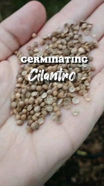 Garden Hack, Cilantro Seeds, Growing Cilantro, Texas Gardening, Good Game, Creative Gardening, Coriander Seeds, Growing Herbs, The Soil