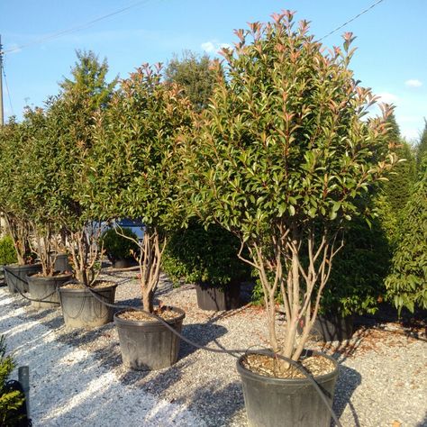 Photinia red robin multistem - red and green leaves with white flowers Photinia Red Robin, Hotel Landscape, Garden Idea, Red Robin, Design Guide, Garden Landscaping, Green Leaves, Outdoor Spaces, Landscape Design