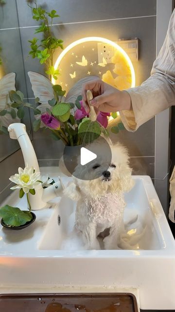 Dogs | Puppies on Instagram: "Spa day 😌" Dog Spa Day, Spa Dog, Dog Spa, Bow Accessories, Dog Bows, Spa Day, Dogs And Puppies, Spa, Puppies