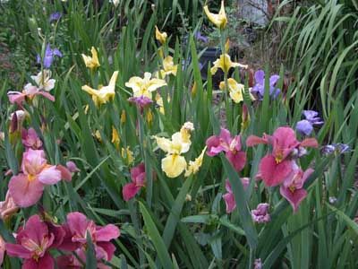 pretty Louisiana Iris, Growing Irises, Bush Garden, Concrete Leaves, Landscaping Trees, Iris Garden, Growing Tips, Wildflower Garden, Iris Flowers