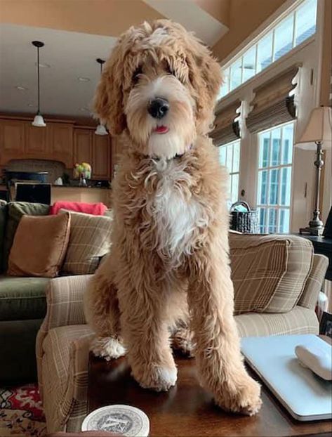 Dogwood Doodlebugs in North Carolina | Find your Bernedoodle, Goldendoodle or Sheepadoodle Puppy | Good Dog White And Tan Goldendoodle, Golden Sheepadoodle, Standard Goldendoodle, Sheepadoodle Puppy, Designer Dogs Breeds, Puppy Mom, Bernedoodle Puppy, King Charles Cavalier Spaniel Puppy, Fancy Dog