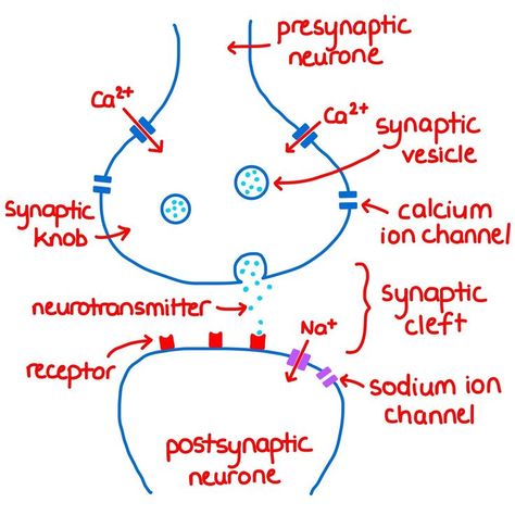 a-level biology notes revision synapses A Level Biology Revision, Tissue Biology, Biochemistry Notes, Medical Assistant Student, Biology Revision, Psychology Notes, A Level Biology, Basic Anatomy And Physiology, Nursing Student Tips