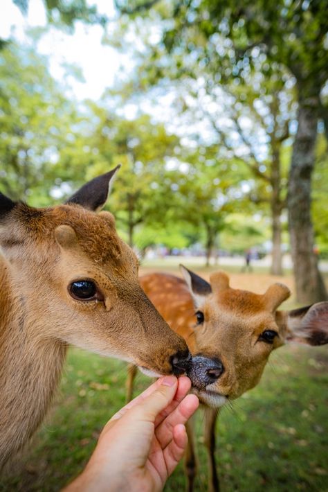 Japan Nara Deer Park, Nara Japan Aesthetic, Nara Deer Park, Nara Deer, Japan Nara, Nara Park, Nara Japan, Deer Park, Japan Aesthetic