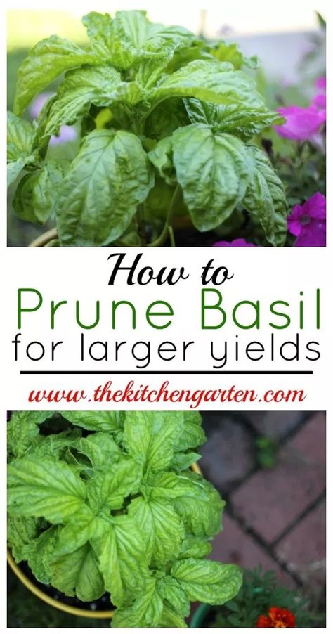 Prune Basil, Pruning Basil, Garden Diy Decoration Ideas, Basil Herb, Herb Garden Design, Dinner Plans, Basil Plant, Sweet Basil, Home Vegetable Garden