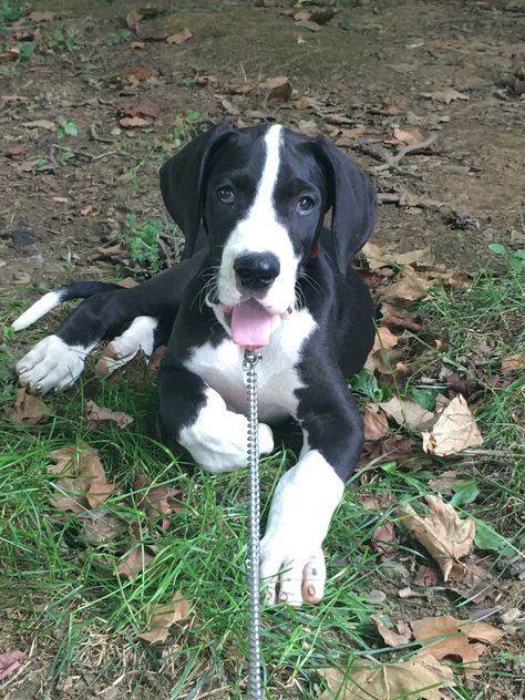 Mantle Great Dane pup Merle Great Danes, Mantle Great Dane, Great Dane Puppy, Dog Heaven, Rough Collie, Wolf Pictures, Collie Dog, Big Dog, Dog Rules