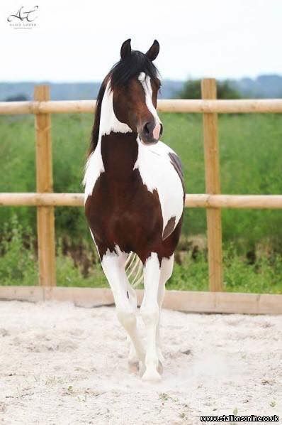 Horse Cheval Pie, Pinto Horses, Desenhos Love, American Paint Horse, Paint Horses, Pinto Horse, Paint Horse, Most Beautiful Horses, Most Beautiful Animals