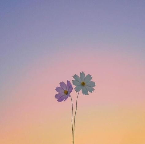 Flowers Aesthetic Profile Picture, Cute Profile Pictures For Youtube, Calm Profile Picture Aesthetic, Whatsup Profile Photos, Profile Picture Flowers Beautiful, Cool Dp For Whatsapp Aesthetic, Wp Dp Aesthetic, Wp Profile Picture, Nature Profile Pic