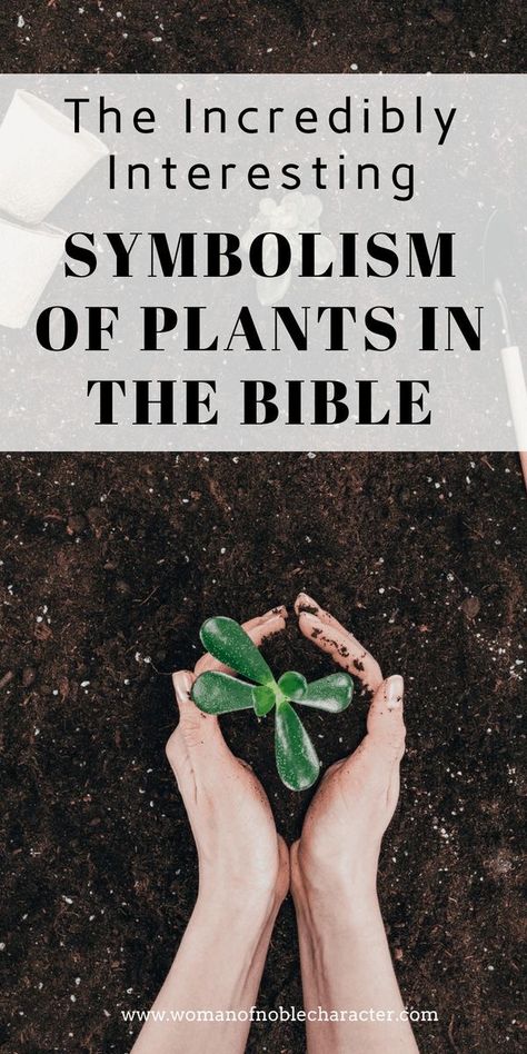 Plants Symbolism, Bible Symbolism, Bible Plants, Botany Lab, Biblical Numerology, Bible Garden, Bible Food, Bible Meaning, Bible Studies For Beginners