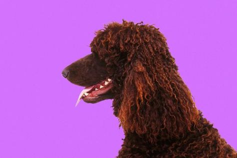 How to cord a poodle Toy Poodle Apricot, Best Dogs For Kids, Small Poodle, Water Spaniel, Irish Water Spaniel, Poodle Hair, Poodle Cuts, French Dogs, Poodle Grooming