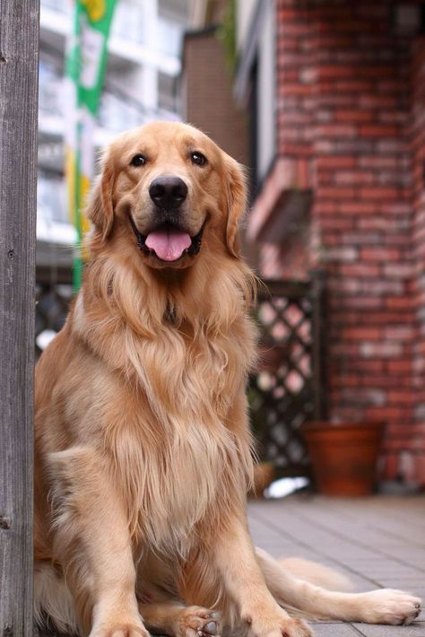 Chien Golden Retriever, Golden Retriever Mix, Emotional Support Dog, Support Dog, A Golden Retriever, Retriever Puppy, Sweet Dogs, Dogs Golden Retriever, Cute Dogs And Puppies