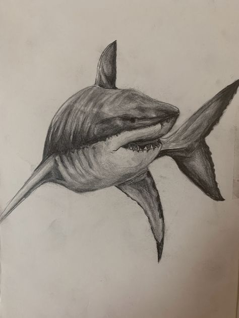 Realistic Whale Drawing, Shark Realistic Drawing, Shark Pencil Drawing, Scary Shark Drawing, Shark Drawing Sketches, Sharks Drawing, Great White Shark Drawing, Drawing Shark, Shark Sketch