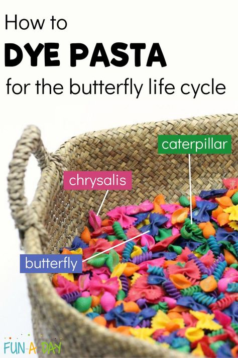 Butterfly Life Cycle Sensory Bin, Lifecycle Of A Butterfly Activities, Pasta Butterfly Life Cycle, Bug Life Cycle Preschool, Reggio Butterfly Activities, Butterfly Preschool Theme, Butterfly Week Preschool, Butterfly Unit Preschool, Butterfly Prek Activities