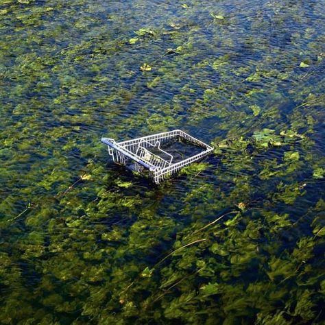 1,506 Likes, 2 Comments - 🍒✨ (@motelvibes) on Instagram: “📷: @david_foster_nass” Shopping Cart Aesthetic, Trolley Aesthetic, Cart Aesthetic, David Foster, Pond Life, Shopping Trolley, Crop Circles, Frank Ocean, Urban Landscape