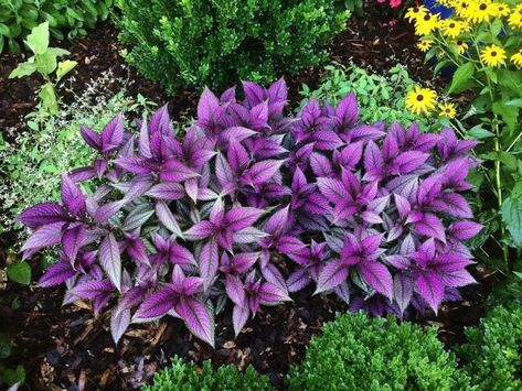 Persian Shield Plant, Florida Plants Landscaping, Lantana Plant, Persian Shield, Florida Flowers, Florida Landscaping, Florida Plants, Shade Gardens, Landscaping Front Yard