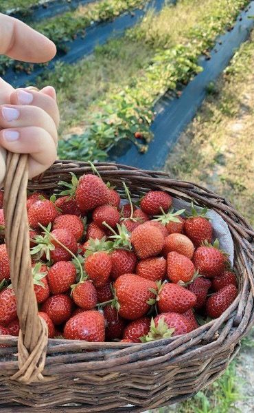 Nature Walk Aesthetic, Granola Lifestyle, Walk Aesthetic, Aesthetic Plants, Strawberry Summer, Berry Picking, Strawberry Picking, Plants Green, Strawberry Plants