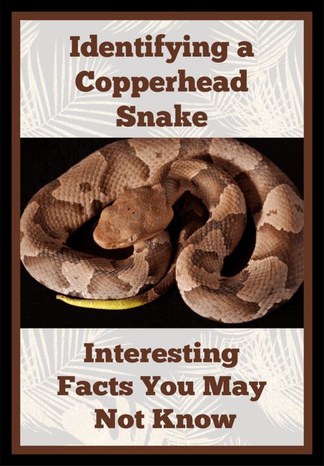 Identifying a Copperhead Snake and Facts You May Not Know - My Four and MoreMy Four and More Snake Deterrent, Snake Repellant, Copperhead Snake, Marine Sister, Poisonous Spiders, Snake Facts, Get Rid Of Spiders, Poisonous Snakes, Types Of Snake