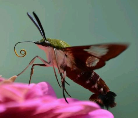 Hummingbird Hawk Moth Hummingbird Hawk Moth, Hummingbird Moth, Hummingbird Nectar, Cool Insects, Insect Collection, Hawk Moth, National Geographic Magazine, Beautiful Bugs, Insect Art