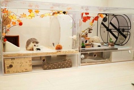 Aesthetic Hedgehog Cage, Hedgehog Habitat Ideas, Hedgehog Cages, Hedgehog Cage Ideas, Hedgehog Pet Cage, Hedgehog Ideas, Hedgehog Home, Hedgehog Care, Hedgehog Cage