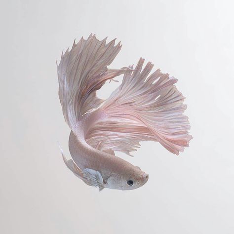 Fish Iphone Wallpaper, Fish Aesthetic, Cr7 Wallpapers, Pretty Fish, Fish Icon, Pink Fish, Beta Fish, Fish Drawings, Cute Fish