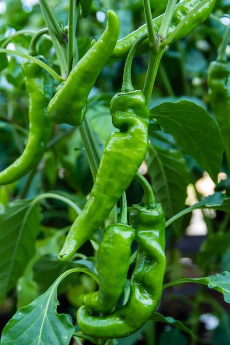 The Anaheim pepper is a versatile chili named for Anaheim, California, where it is grown. It is mild in flavor and heat, measuring 500-2,500 Scoville Heat Units. California Chili, Chili Pepper Plant, Types Of Chili Peppers, Anaheim Peppers, Mexican Chili, Stuffed Anaheim Peppers, Capsicum Annuum, Chile Pepper, Pepper Plants