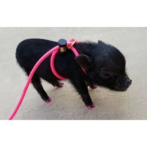 Take your best buddy out for a stroll with a Piggy Poo and Crew 12' Adjustable Mini Pig Harness. This adjustable harness is terrific for pets of all sizes and ages. This harness can adjust to fit ferrets, bunnies and pigs—from a lil’ piglet to an adult pig weighing over 100 pounds! It’s perfect for walking, getting some fresh air and keeping tabs on your pal while he’s on a leash. Pig Hooves, Potbelly Pigs, Pig Harness, Miniature Pigs, Pot Belly Pigs, Pet Ferret, Paint Horse, Mini Pigs, Young Animal