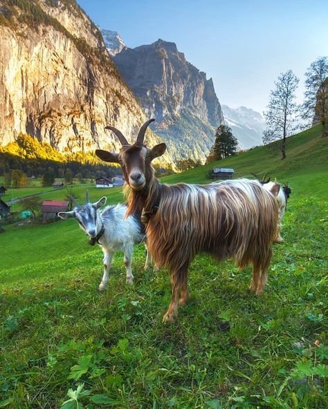 We wish you a nice weekend 🐐🐐. . 📷@andrewbazanov . #goats #lauterbrunnen #jungfrauregion #myswitzerland #schweiz #switzerland… Switzerland Animals, Lauterbrunnen Switzerland, Switzerland Mountains, Hunza Valley, Working Holiday, Gilgit Baltistan, Nice Weekend, Mountain Goat, Weekend Fun