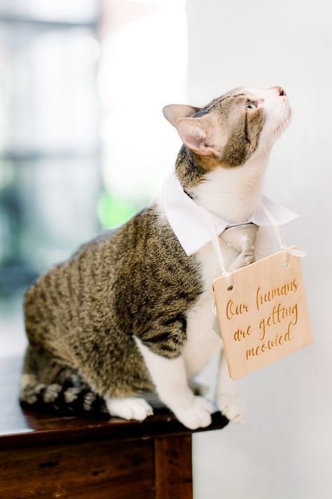 Cat Ring Bearer, Cat Themed Wedding, Vespa Wedding, Filipiniana Wedding, Star Wars Wedding Theme, Boat Wedding, Philippines Wedding, Cat Wedding, Wedding Elements