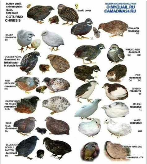 Pet Quail, Quail Breeds, Quail House, Button Quail, Quail Coop, Raising Quail, Raising Farm Animals, Chicken Feeders, Raising Backyard Chickens