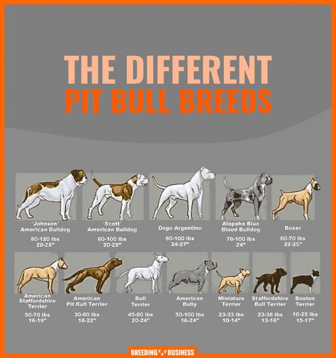 AN OVERVIEW OF THE DIFFERENT TYPES OF PITBULL DOGS. Pitbull Bloodlines, Bully Terrier, Pitbull Types, American Bully Pitbull, Pitbull Dog Breed, Bully Pitbull, American Bull, Bully Breeds Dogs, American Pitbull