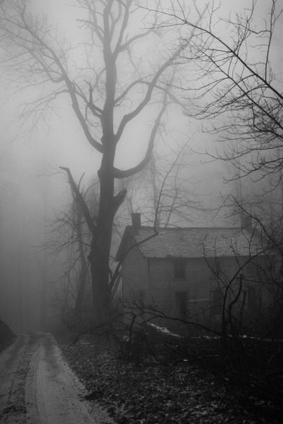 Summer Nature Photography, Dark Art Photography, Bare Tree, Nature Artwork, Gothic Aesthetic, Nature Drawing, The Fog, Forest House, Wild Nature